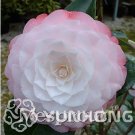Rare 20 seeds geranium Bonsai Apple Blossom Rosebud Pelargonium Hortorum Perennial Flower