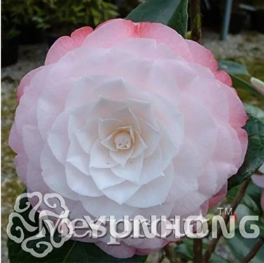 Rare 20 seeds geranium Bonsai Apple Blossom Rosebud Pelargonium Hortorum Perennial Flower