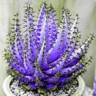 Rare 200 Pcs Rainbow Aloe Bonsai Mixed Excellent Succulent Plants Aloe Vera Plants