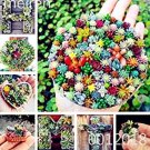 Rare 100 pcs Mix Lithops Bonsai Living Stones Succulent Cactus Organic Garden
