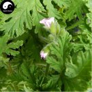 Rare Semente 200 pcs Plant Herb Insect Repellent Grass