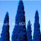 Rare 50 Pcs Italian Rare Dark Blue Cypress Tree Bonsai Indoor Outdoor Desk Ornamental Plants