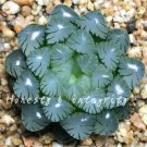 Rare 100 Pcs Rainbow YuLu Bonsai, Potted Succulents Fleshy Shining Green Plants Haworthia Cooperi