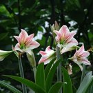 Rare Bonsai Amaryllis Barbados Lily DIY Home Garden Lily Potted Bonsai Balcony Flower 100 pcs/Bag