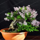 Rare 50 Colorful Bonsai Lilac Plant Japanese Lilac (Extremely Fragrant)