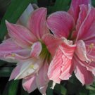 Rare Bonsai Amaryllis Barbados Lily DIY Home Garden Lily Potted Bonsai Balcony Flower 100 pcs/Bag