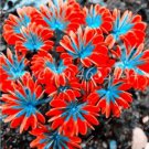 Rare 200 Pcs/Lot Oxalis Versicolor Flowers Bonsais So Beautiful World's Rarest Flowers