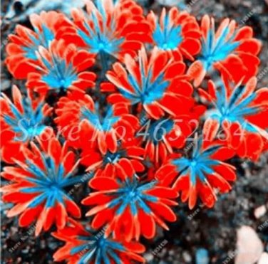 Rare 200 Pcs/Lot Oxalis Versicolor Flowers Bonsais So Beautiful World's Rarest Flowers