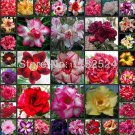 Rare 100% Fresh Real Adenium Obesum semillas Mix - 200 Bonsai Desert Rose Flower Plant