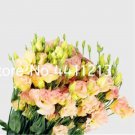 Rare 200 Pcs Eustoma Seed Perennial Flowering Plants Lisianthus Multicolor
