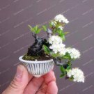 Rare 10 PCS Bonsai Tree Japanese Sakura Bonsai Rare Japanese Cherry Blossoms Flowers Bonsai