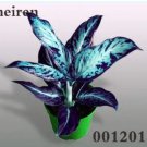 Rare 100 Pcs Aglaonema Beautiful Mosaic Perennial Evergreen Trees Flower Indoor Or Ourdoor Plant Pot