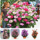 Rare Geranium Climbing Pelargonium Perennial Flower  100 Pcs