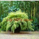 Rare 20 pcs Fargesia fungosa Bamboo Seed Hardy clumping Type Garden Decoration Bonsai