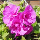 Rare Centipede Coral Geranium Bonsai Garden & Home Bonsai Plant. Indoor Plant 10 PCS