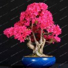 Rare 10 PCS Bonsai Tree Japanese Sakura Bonsai Rare Japanese Cherry Blossoms Flowers