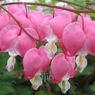 Rare 100 pcs/bag Dicentra Spectabilis Bleeding Heart Classic Cottage Garden Plant,