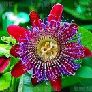 Rare 20 pcs Passion Flower Bonsai Perennial Evergreen Climbing Woody Vine Climbing