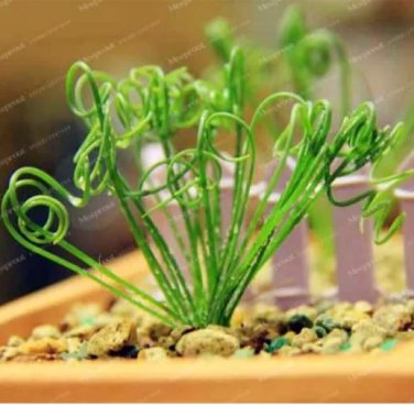 Rare 100 Pcs Latifolia Spring Grass Bonsai Albuca Namaquensis Spiral Grass Bonsai Shape Chinese