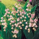 Rare 50 pcs Colorful Bell Orchid Lily of The Valley Perennia Flower