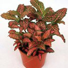 Rare 100 Fittonia Verschaffeltii Bonsai Mini Easy Planting Balcony