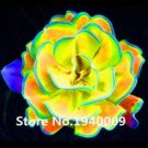 Rare 100 Pcs Rainbow Succulent Bonsai Seedling Perennial Office Mini Bonsai Plant Succulent