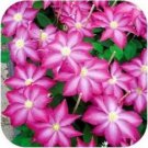 Rare 100 pcs/bag Clematis Potted Clematis Garden Flowers no The Clematis