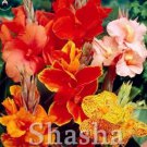 Rare 100 pcs/Bag Dwarf Bonsai Canna Lily Outdoor Tropical Bronze Scarlet