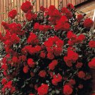 Rare 100 pcs Rose 'Paul's Scarlet' (Climbing) Hardy Shrub Bonsai