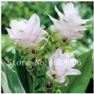 Rare 50 Pcs Thailand Pink Curcuma Bonsai Also Called Siam Tulip Rare Flower