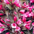 Rare 100 pcs Weigela Florida Flower Bonsai Rare Mixing Unique Flower Plant