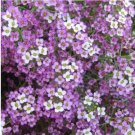 Rare 100 pcs/lot Alyssum -s-Lobularia maritima Flower