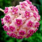 Rare 24 Color Hoya Flower Flores Rare Perennial Plant Hoya Carnosa 100 SEEDS