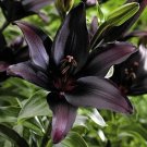 Rare Lilium Flower 200 Pcs Colorful Lily Bonsai Not Lily Bulbs Rare Plants