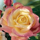 Rare Hot Sale 1 Professional Pack, 50 Seeds/Pack, New Bella Roma Rose