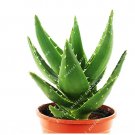 Rare 100Pcs/Bag China Aloe Vera Succulent Plant Rare Herbs Tree Mini Flower