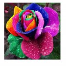 Rare 100 pcs/bag Rare Holland Rainbow Rose Flowers Lover Colorful Perennial Flower