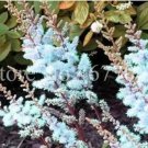 Rare 100 PCS Astilbe Chinensis Seeds Apple Blue Color