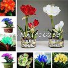 Rare 100 Pcs Mixed Clivia Rare Rainbow Clivia Flower Potted Plants Dedicated Windowsill