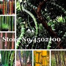 Rare 50pcs Gaint Long Bamboo 100% True Fresh Thick Bamboo Bonsai Decorative Garden