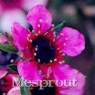 Rare 100PCS Bonsai Flower Bonsai Leptospermum Scoparium Flamenco Angel's Trumpets