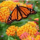 Rare 20 Attractive Butterfly Milkweed Asclepias Tuberosa Perennial