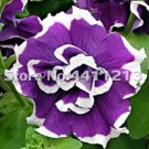 Rare 200 pcs/Pack Bonsai Petunia Garden Bonsai Moon Night Sky Double Purple Flowers Purple