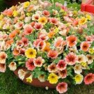 Rare 200 Pcs Bonsai Hanging Petunia Garden Petunia Mixed Color Potted