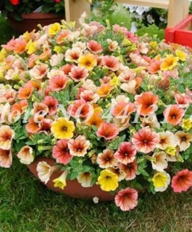 Rare 200 Pcs Bonsai Hanging Petunia Garden Petunia Mixed Color Potted