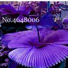 Rare 100 Pcs/Bag Purple Travelers Palm Flores Bonsai, Ravenala Madagascariensis Chinese