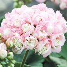 Rare 20 seeds Geranium Bonsai Apple Blossom Rosebud Pelargonium Hortorum