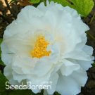 Rare Chinese Rare and Precious Species of Blue Peony Flower Bonsai 10 Pcs/lot