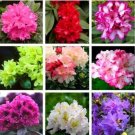 Rare Rhododendron Flower Flores Potted 24 Varieties 100pcs / Bag