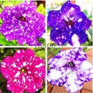Rare 107 pcs/bag Petunia Flower Garden,Petunia Night Sky Flower
